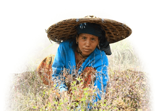 Nepali Gardens Demeter Bio Räucherstäbchen aus Nepal: Bäuerin bei der Ernte