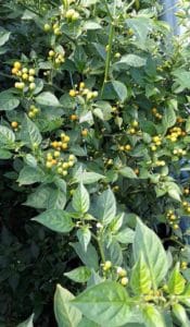 Frische Chili der Sorte "Aji Charapita" vom URfair Produzenten Biogemüse Hautzinger