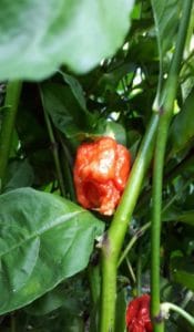 Frische Chili der Sorte "Carolina Reaper" vom URfair Produzenten Biogemüse Hautzinger