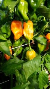 Frische Chili der Sorte "Habanero Orange" vom URfair Produzenten Biogemüse Hautzinger