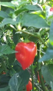 Frische Chili der Sorte "Habanero Rot" vom URfair Produzenten Biogemüse Hautzinger