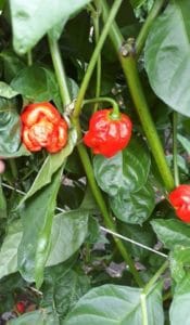 Frische Chili der Sorte "Trinidad Scorpion" vom URfair Produzenten Biogemüse Hautzinger
