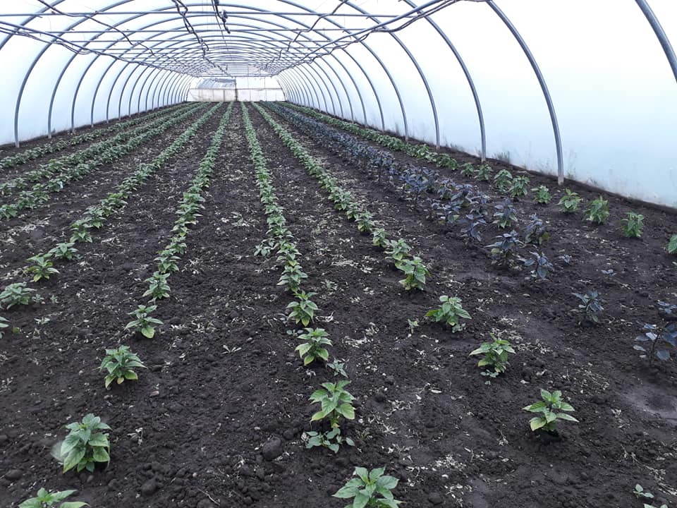 Chili Shop Biogemüse Hautzinger Gewächshaus